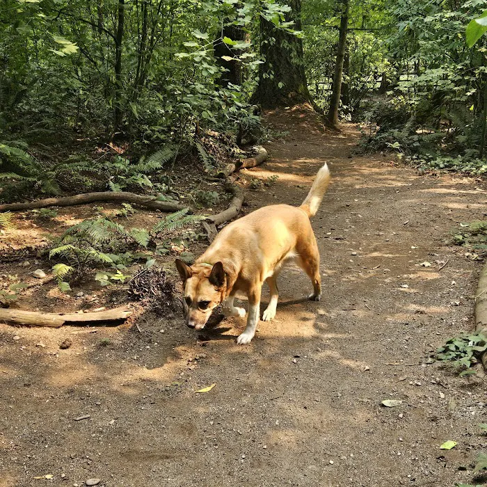 Lake Stickney Off-Leash Dog Park 4