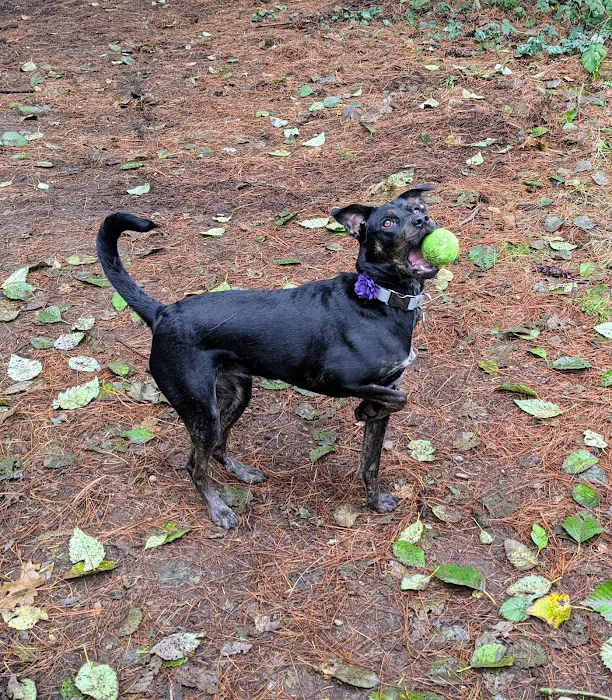 Lake Stickney Off-Leash Dog Park 7
