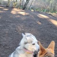 Lake Stickney Off-Leash Dog Park ico