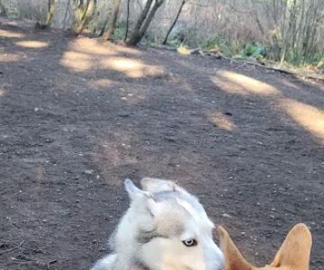 Lake Stickney Off-Leash Dog Park