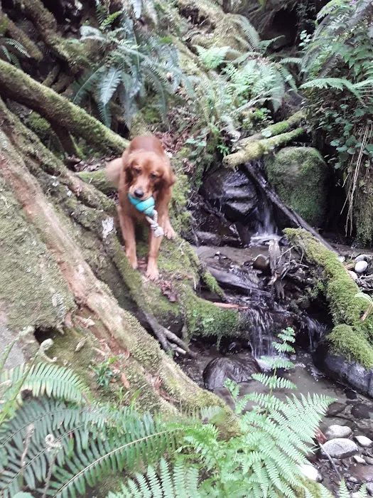 Lake Stickney Off-Leash Dog Park 10