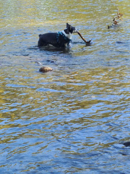 Wiggly Field Dog Park 1