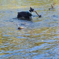 Wiggly Field Dog Park ico