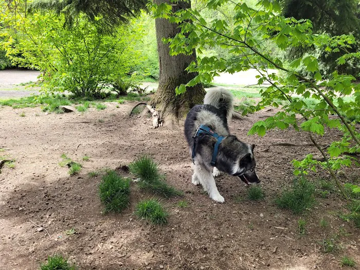 Willis Tucker Off-Leash Dog Area 2