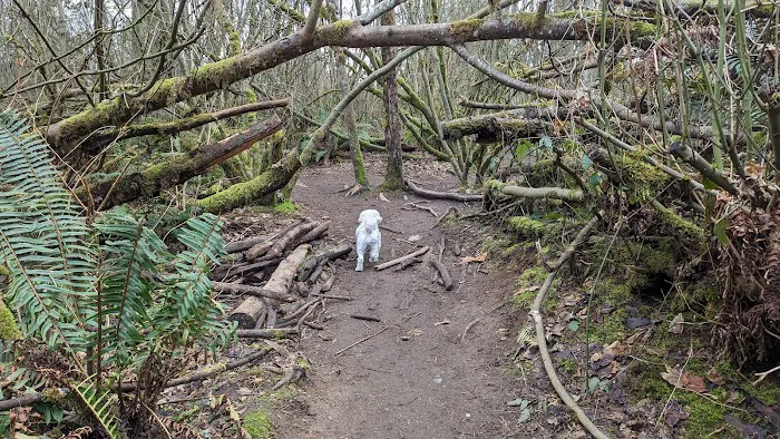 Willis Tucker Off-Leash Dog Area 4