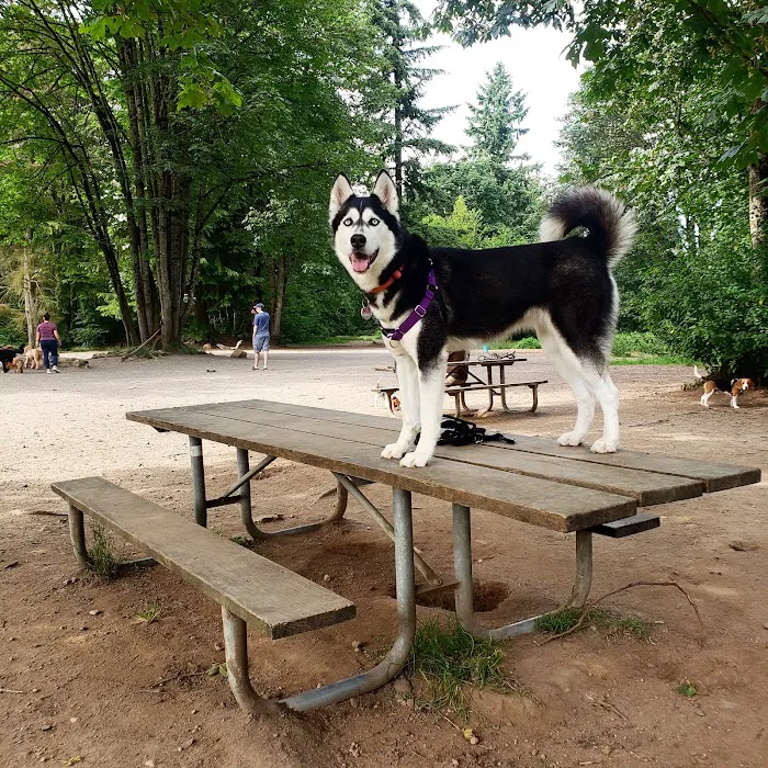 Willis Tucker Off-Leash Dog Area 8