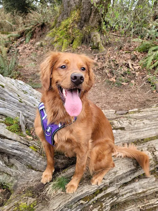 Willis Tucker Off-Leash Dog Area 3