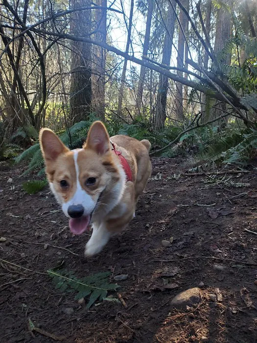 Viking Park, Off-leash Dog Park 5