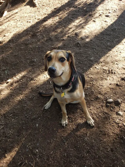 Viking Park, Off-leash Dog Park 9