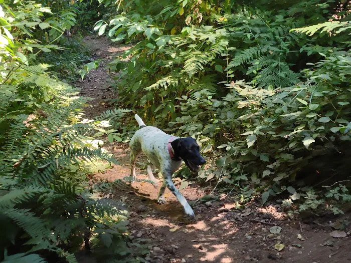 Viking Park, Off-leash Dog Park 8