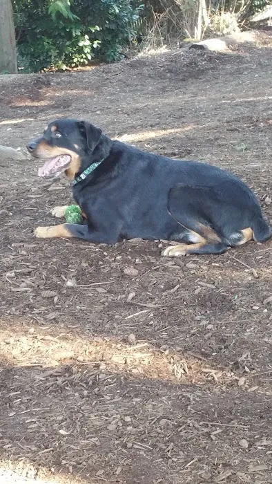 Viking Park, Off-leash Dog Park 1