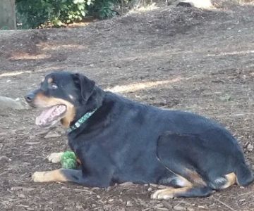 Viking Park, Off-leash Dog Park