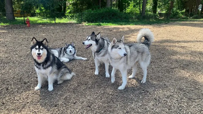 Rainier Woods Off-Leash Dog Park 1