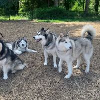 Rainier Woods Off-Leash Dog Park ico
