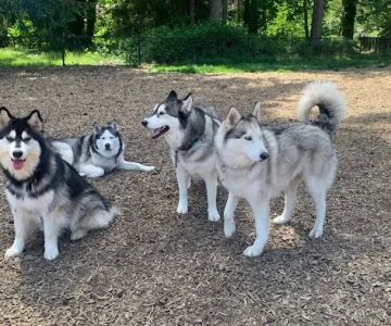 Rainier Woods Off-Leash Dog Park