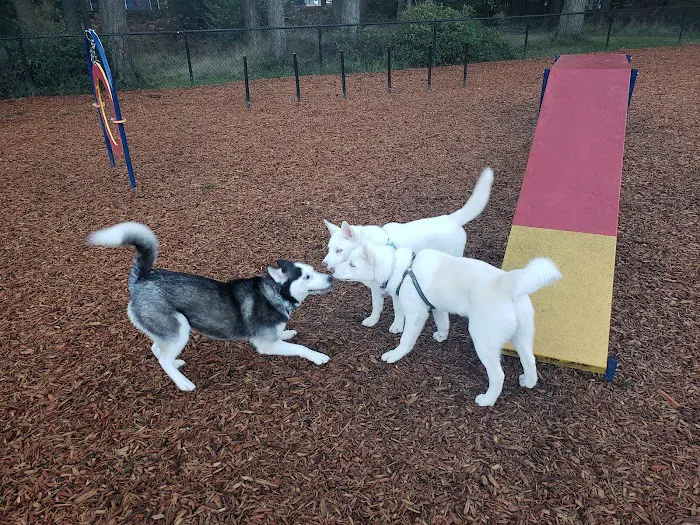 Rainier Woods Off-Leash Dog Park 7