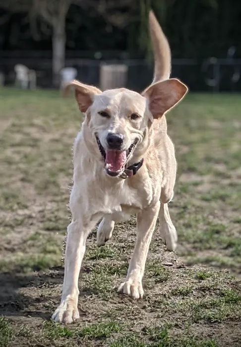Enumclaw Dog Park 1