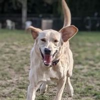 Enumclaw Dog Park ico