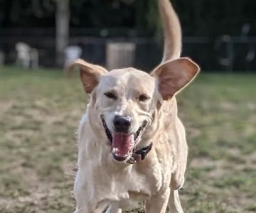 Enumclaw Dog Park