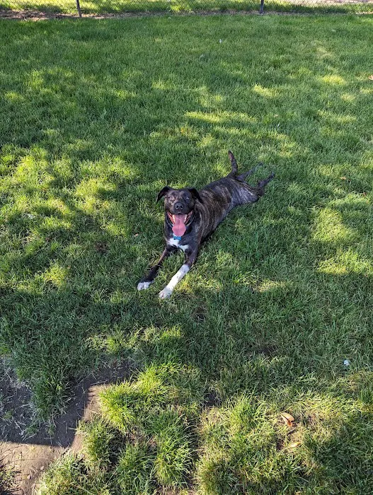 Enumclaw Dog Park 10