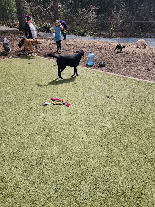 Hounds Hollow Dog Park 7