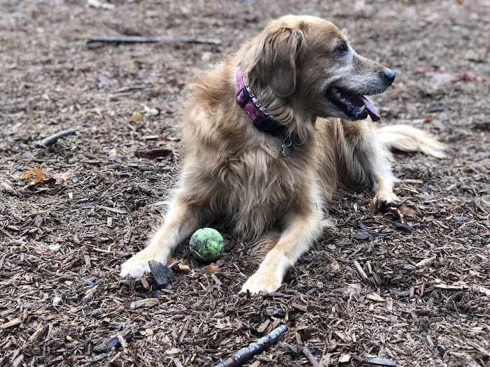 Hounds Hollow Dog Park 5