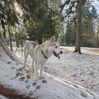Habitat Dog Park ico