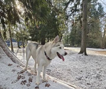 Habitat Dog Park