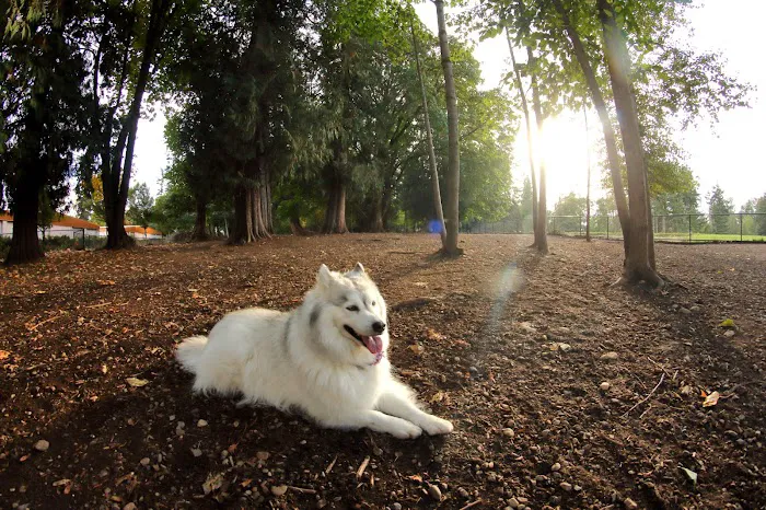 Habitat Dog Park 5