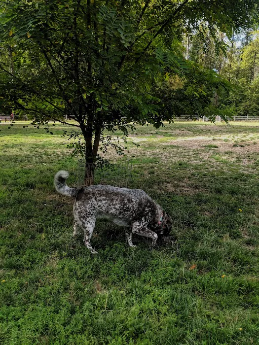 Wapato Park Off-Leash Dog Park 1