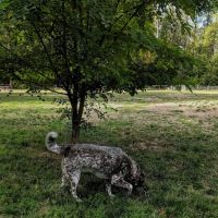 Wapato Park Off-Leash Dog Park ico