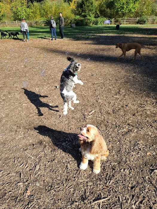 Wapato Park Off-Leash Dog Park 9