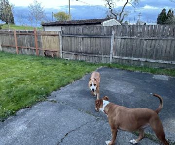 SniffSpot South Tacoma