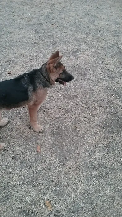 Tubby's Trail Dog Park 3