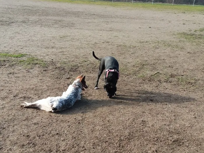 Tubby's Trail Dog Park 7