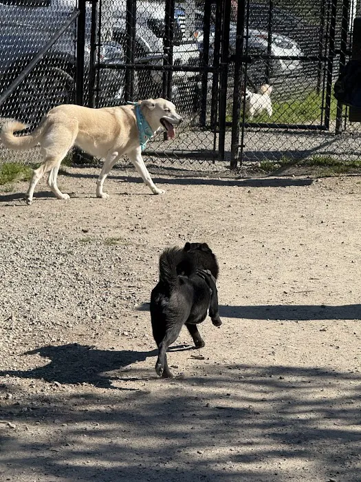 Tubby's Trail Dog Park 4