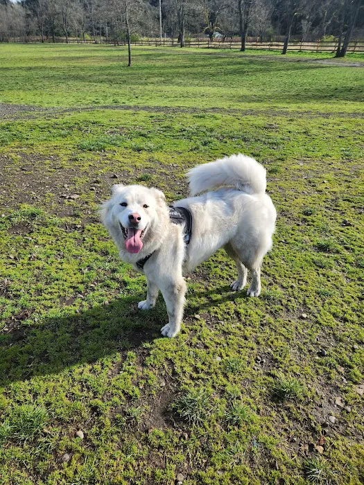 Fort Steilacoom Large Dog Park 4