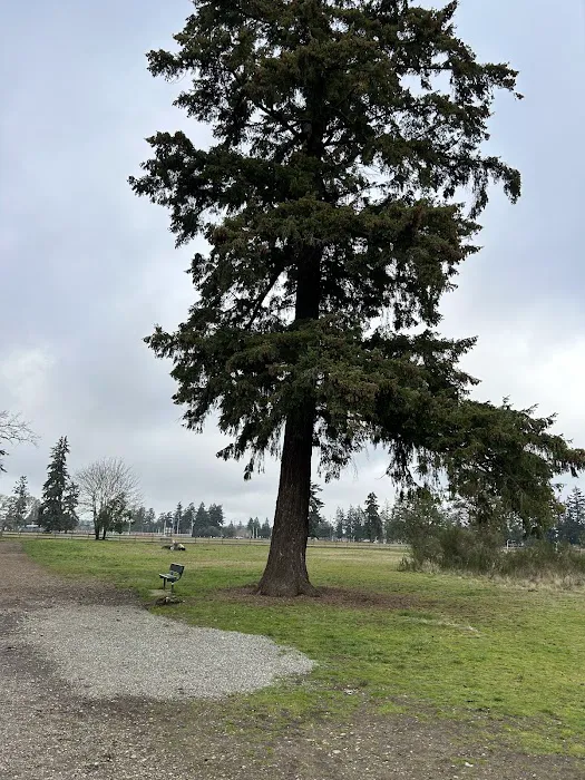Fort Steilacoom Large Dog Park 10