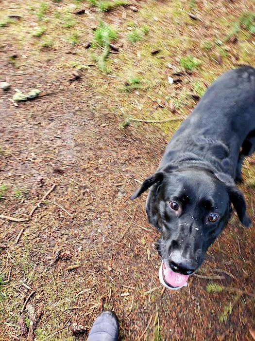 Fort Steilacoom Large Dog Park 7
