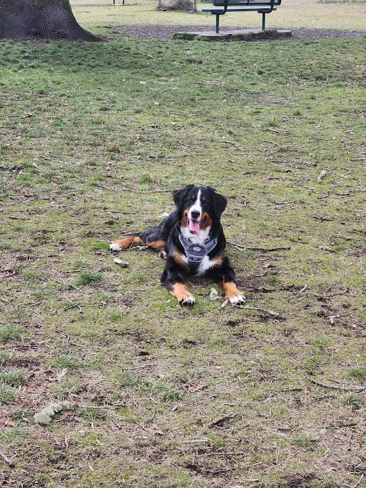Fort Steilacoom Large Dog Park 5