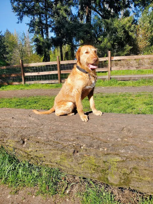 Fort Steilacoom Dog Park 4