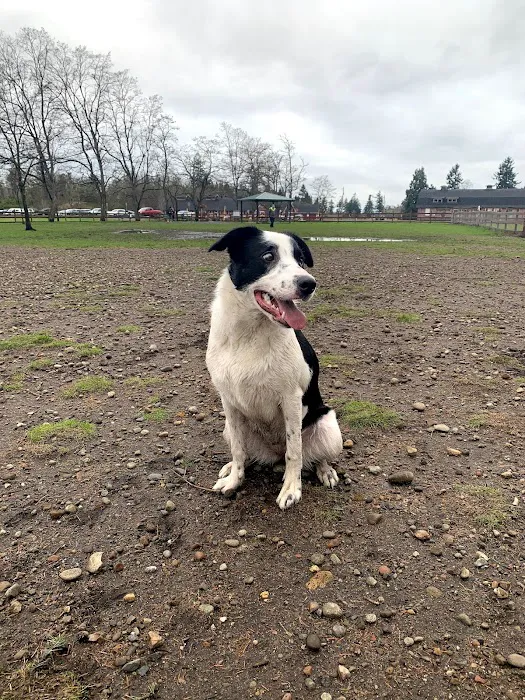 Fort Steilacoom Dog Park 9