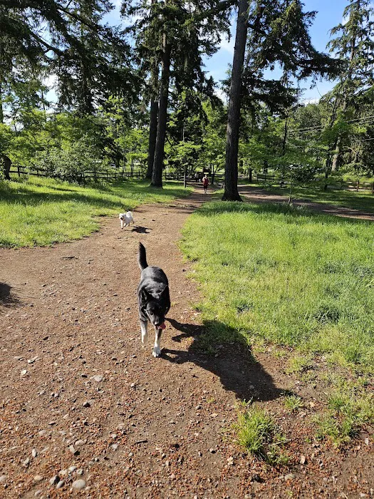 Fort Steilacoom Dog Park 10