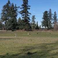 Fort Steilacoom Dog Park ico