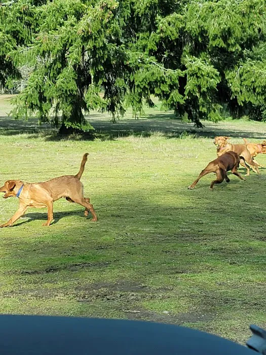 Dog Park 3
