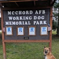Dog Park ico