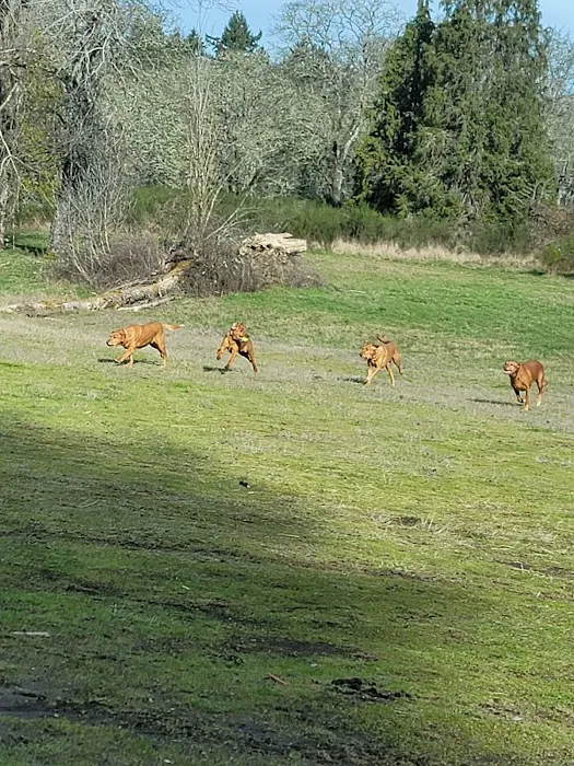 Dog Park 2
