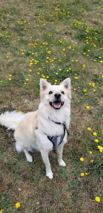 Dog Park 4