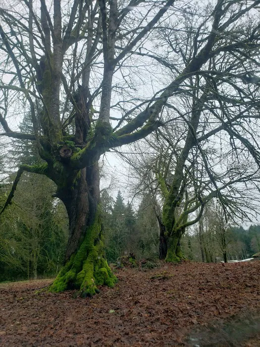 Burley Park 8