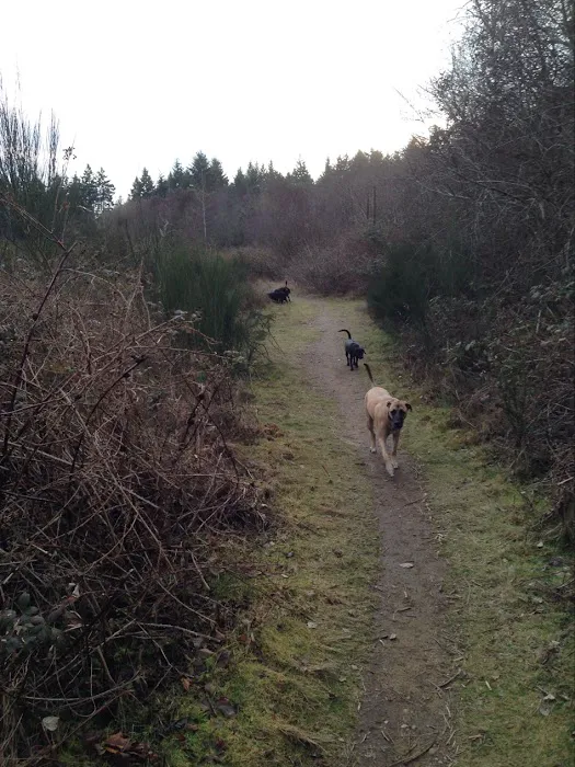 Bandix Dog Park 1